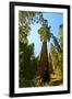 California, Sequoia, Kings Canyon National Park, General Grant Tree-Bernard Friel-Framed Premium Photographic Print