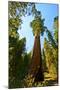 California, Sequoia, Kings Canyon National Park, General Grant Tree-Bernard Friel-Mounted Premium Photographic Print