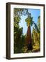 California, Sequoia, Kings Canyon National Park, General Grant Tree-Bernard Friel-Framed Photographic Print