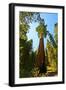 California, Sequoia, Kings Canyon National Park, General Grant Tree-Bernard Friel-Framed Photographic Print