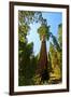 California, Sequoia, Kings Canyon National Park, General Grant Tree-Bernard Friel-Framed Photographic Print