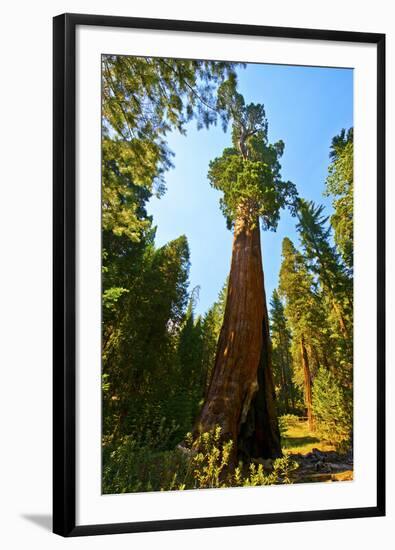 California, Sequoia, Kings Canyon National Park, General Grant Tree-Bernard Friel-Framed Photographic Print