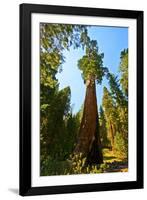 California, Sequoia, Kings Canyon National Park, General Grant Tree-Bernard Friel-Framed Photographic Print