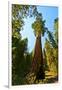 California, Sequoia, Kings Canyon National Park, General Grant Tree-Bernard Friel-Framed Photographic Print