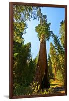 California, Sequoia, Kings Canyon National Park, General Grant Tree-Bernard Friel-Framed Photographic Print