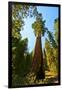 California, Sequoia, Kings Canyon National Park, General Grant Tree-Bernard Friel-Framed Premium Photographic Print