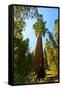 California, Sequoia, Kings Canyon National Park, General Grant Tree-Bernard Friel-Framed Stretched Canvas