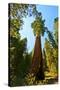 California, Sequoia, Kings Canyon National Park, General Grant Tree-Bernard Friel-Stretched Canvas