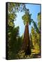 California, Sequoia, Kings Canyon National Park, General Grant Tree-Bernard Friel-Framed Stretched Canvas