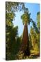 California, Sequoia, Kings Canyon National Park, General Grant Tree-Bernard Friel-Stretched Canvas