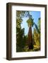 California, Sequoia, Kings Canyon National Park, General Grant Tree-Bernard Friel-Framed Photographic Print