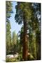 California, Sequoia, Kings Canyon National Park, Grant Grove, Giant Sequoia Trees-Bernard Friel-Mounted Photographic Print