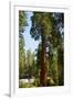 California, Sequoia, Kings Canyon National Park, Grant Grove, Giant Sequoia Trees-Bernard Friel-Framed Photographic Print