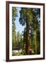 California, Sequoia, Kings Canyon National Park, Grant Grove, Giant Sequoia Trees-Bernard Friel-Framed Photographic Print