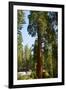 California, Sequoia, Kings Canyon National Park, Grant Grove, Giant Sequoia Trees-Bernard Friel-Framed Photographic Print