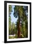 California, Sequoia, Kings Canyon National Park, Grant Grove, Giant Sequoia Trees-Bernard Friel-Framed Photographic Print