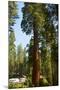 California, Sequoia, Kings Canyon National Park, Grant Grove, Giant Sequoia Trees-Bernard Friel-Mounted Photographic Print