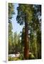 California, Sequoia, Kings Canyon National Park, Grant Grove, Giant Sequoia Trees-Bernard Friel-Framed Photographic Print