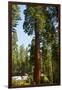 California, Sequoia, Kings Canyon National Park, Grant Grove, Giant Sequoia Trees-Bernard Friel-Framed Photographic Print