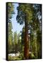 California, Sequoia, Kings Canyon National Park, Grant Grove, Giant Sequoia Trees-Bernard Friel-Framed Stretched Canvas