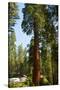 California, Sequoia, Kings Canyon National Park, Grant Grove, Giant Sequoia Trees-Bernard Friel-Stretched Canvas