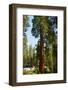 California, Sequoia, Kings Canyon National Park, Grant Grove, Giant Sequoia Trees-Bernard Friel-Framed Photographic Print