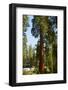 California, Sequoia, Kings Canyon National Park, Grant Grove, Giant Sequoia Trees-Bernard Friel-Framed Photographic Print