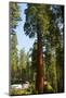 California, Sequoia, Kings Canyon National Park, Grant Grove, Giant Sequoia Trees-Bernard Friel-Mounted Photographic Print