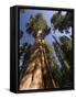 California, Sequoia National Park, General Sherman Tree, USA-Michele Falzone-Framed Stretched Canvas