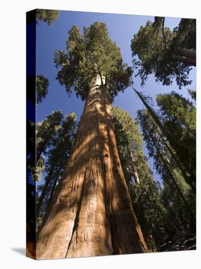 California, Sequoia National Park, General Sherman Tree, USA-Michele Falzone-Stretched Canvas