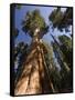 California, Sequoia National Park, General Sherman Tree, USA-Michele Falzone-Framed Stretched Canvas