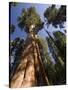 California, Sequoia National Park, General Sherman Tree, USA-Michele Falzone-Stretched Canvas