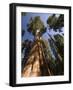 California, Sequoia National Park, General Sherman Tree, USA-Michele Falzone-Framed Photographic Print