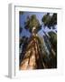California, Sequoia National Park, General Sherman Tree, USA-Michele Falzone-Framed Photographic Print