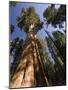 California, Sequoia National Park, General Sherman Tree, USA-Michele Falzone-Mounted Photographic Print