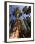 California, Sequoia National Park, General Sherman Tree, USA-Michele Falzone-Framed Photographic Print