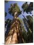 California, Sequoia National Park, General Sherman Tree, USA-Michele Falzone-Mounted Photographic Print