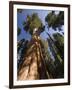 California, Sequoia National Park, General Sherman Tree, USA-Michele Falzone-Framed Photographic Print