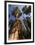 California, Sequoia National Park, General Sherman Tree, USA-Michele Falzone-Framed Photographic Print