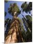 California, Sequoia National Park, General Sherman Tree, USA-Michele Falzone-Mounted Photographic Print