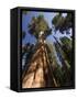 California, Sequoia National Park, General Sherman Tree, USA-Michele Falzone-Framed Stretched Canvas