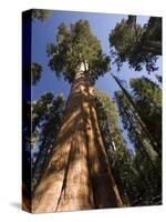 California, Sequoia National Park, General Sherman Tree, USA-Michele Falzone-Stretched Canvas