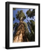 California, Sequoia National Park, General Sherman Tree, USA-Michele Falzone-Framed Photographic Print