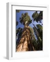 California, Sequoia National Park, General Sherman Tree, USA-Michele Falzone-Framed Photographic Print