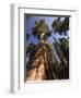 California, Sequoia National Park, General Sherman Tree, USA-Michele Falzone-Framed Photographic Print
