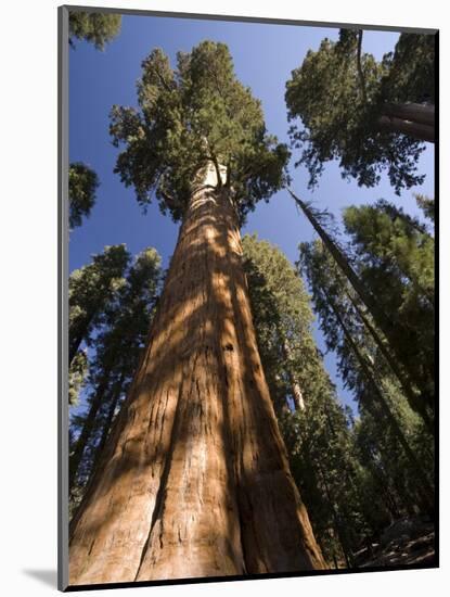 California, Sequoia National Park, General Sherman Tree, USA-Michele Falzone-Mounted Photographic Print