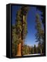 California, Sequoia National Park, Huge Trunks of Tall Sequoia Trees on Tall Trees Trail in Winter-Christian Kober-Framed Stretched Canvas