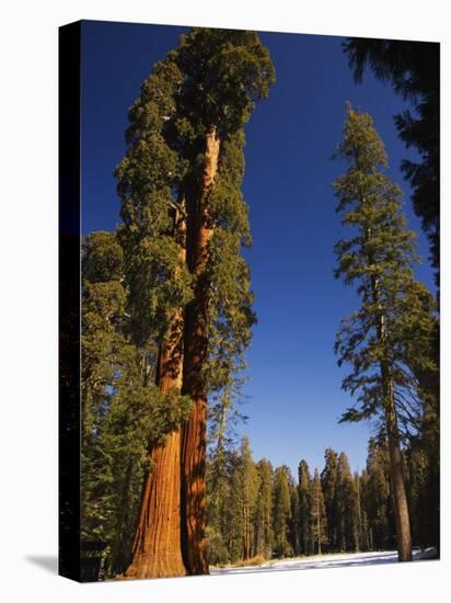 California, Sequoia National Park, Huge Trunks of Tall Sequoia Trees on Tall Trees Trail in Winter-Christian Kober-Stretched Canvas