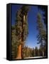 California, Sequoia National Park, Huge Trunks of Tall Sequoia Trees on Tall Trees Trail in Winter-Christian Kober-Framed Stretched Canvas