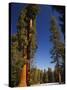 California, Sequoia National Park, Huge Trunks of Tall Sequoia Trees on Tall Trees Trail in Winter-Christian Kober-Stretched Canvas